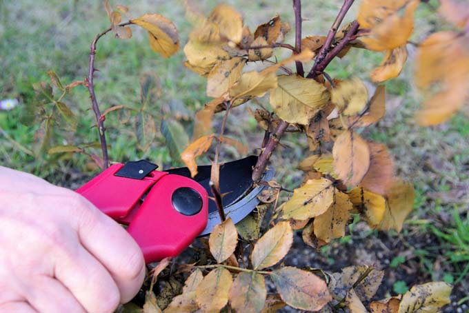 Pruning shrub roses near the base of the plant, with clean and sharp tools.