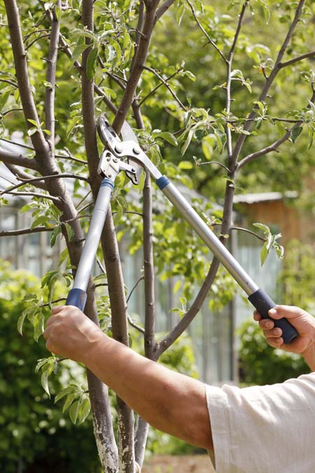 A man prunes a young tree with long-handled loppers.