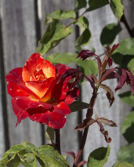 An orange and yellow hybrid tea rose blossom.