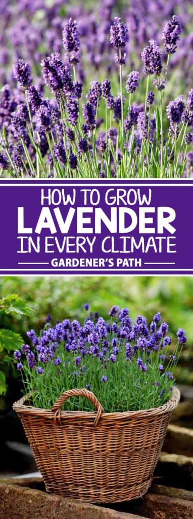 A collage of photos showing various plots of lavender growing in fields and containers.