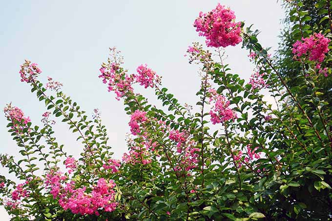 Pink Crape Myrtle Trees | GardenersPath.com