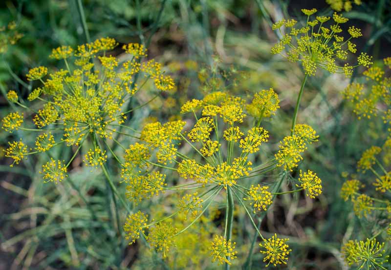 A close up horizontal image of a mature fennel plant with small yellow flowers going to seed in a herb garden.