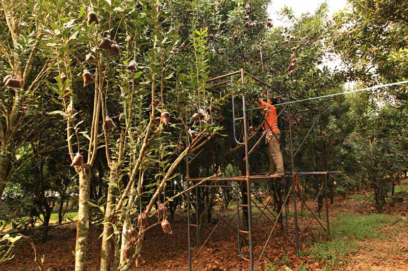 A farmer on a scaffolding in an orchard removes small macadamia branches to use as cuttings for propagation. 