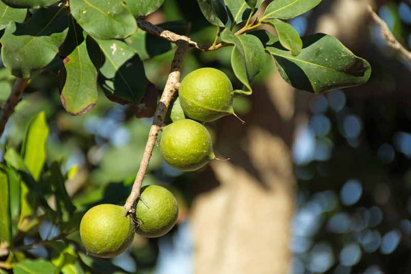 Green macadamia nuts hang from a tree with leaves that are starting to turn brown, indicating some sort of pest or disease.