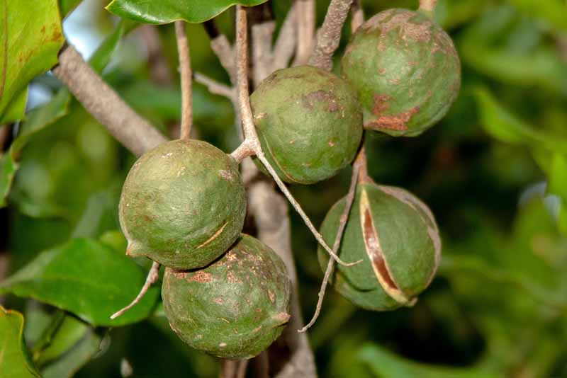 A cluster of ripe macadamia nuts hanging from a branch.