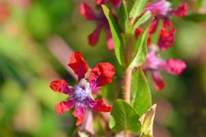 Close up of pink and purple bat-faced cuphea flowers growing in a landscaped garden.