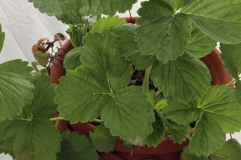 A top down close up of an 'Albion' plant growing in a terra cotta pot with flat green leaves set on a white surface.