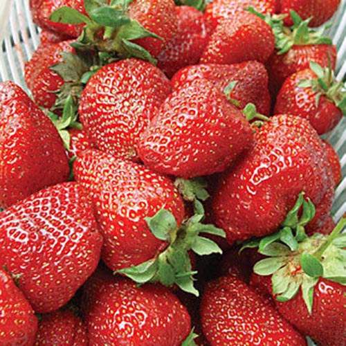 A close up of a plastic basket containing the bright red fruits of the 'Albion' variety.