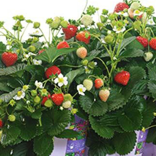 A close up of a strawberry plant of the 'Delizz' variety growing in a container with dark green foliage, white flowers, and some ripe red fruits.