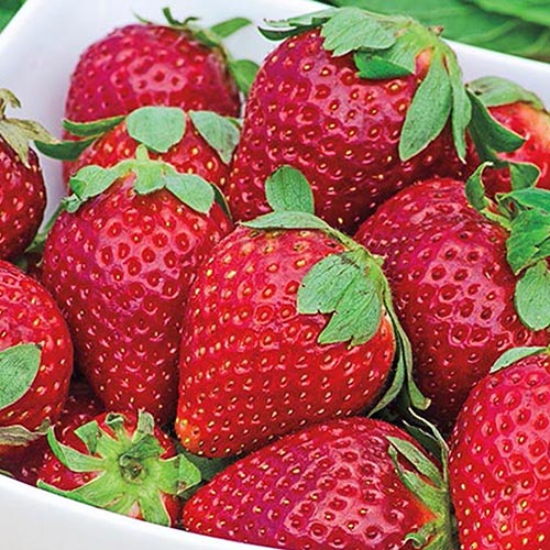 A close up of a white bowl containing bright red 'Earliglow' strawberries in light sunshine.