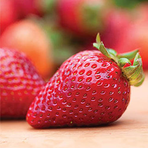 A close up of a ripe red fruit of the 'Earliglow' strawberry variety set on a wooden surface on a soft focus background.