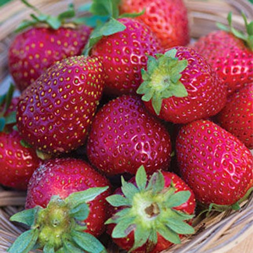 A close up of a glass bowl containing the ripe fruit of the 'Elan' strawberry variety.