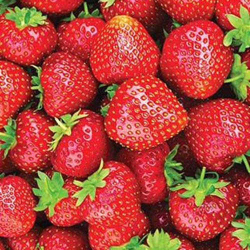 Top down view of harvested eversweet strawberries.