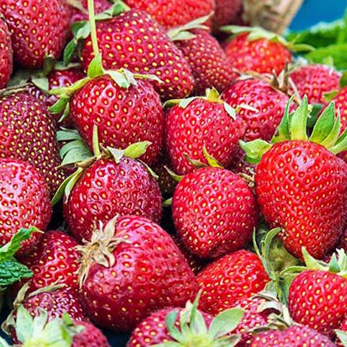 A close up of the ripe fruits of the Honeoye strawberries with bright green tops still attached.