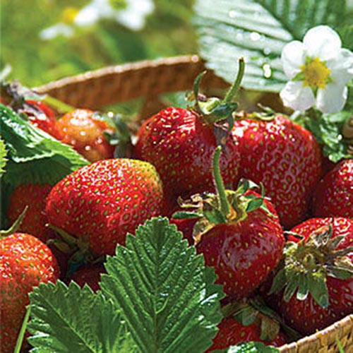 A close up of a wicker basket containing 'Jewel' fruits, surrounded by green foliage, with a white flower to the right of the frame, pictured in bright sunshine on a soft focus background.