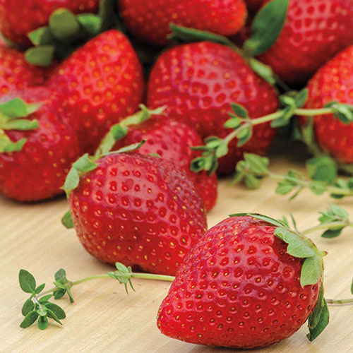 A close up of the red fruit of the 'Ozark Beauty' strawberry cultivar, set on a wooden surface, fading to soft focus in the background.