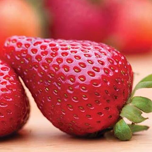 A close up of a 'Rutgers Scarlet' fruit, set on a wooden surface, on a bright soft focus background.