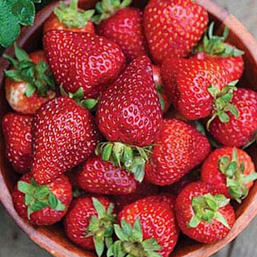 A close up, top down picture of a wooden bowl containing the bright red ripe fruit of the 'Seascape' strawberry cultivar, set on a wooden surface.