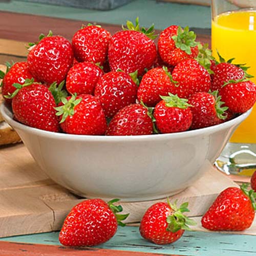 A close up of a white ceramic bowl containing 'Toscana' strawberries, set on a wooden chopping board with a glass of orange juice in the background.