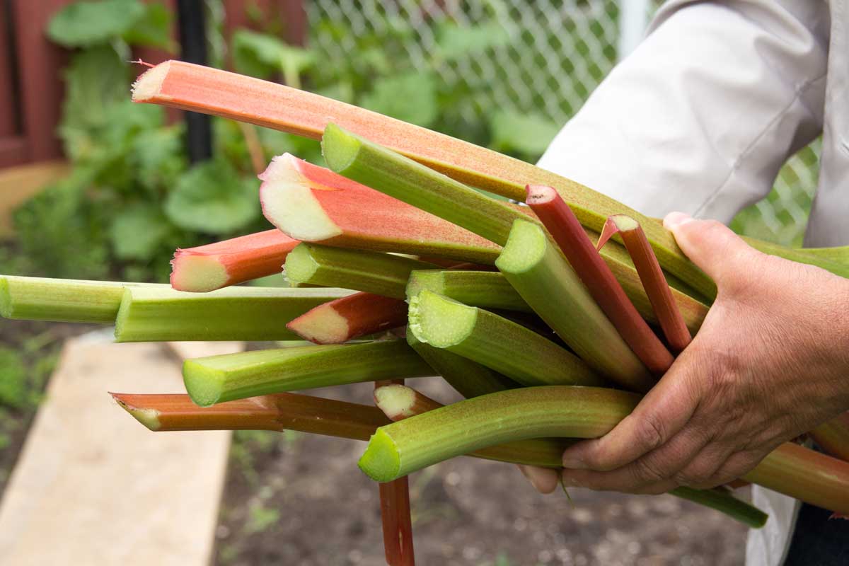 A close up of two hands holding a bunch of freshly picked Rheum rhabarbarum stalks, some of them are green and others light red, on a soft focus background.