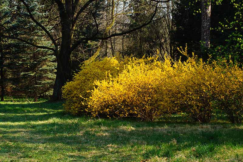 A woodland scene with bright yellow forsythia in full bloom in spring, with grass in the foreground and trees in soft focus in the background.