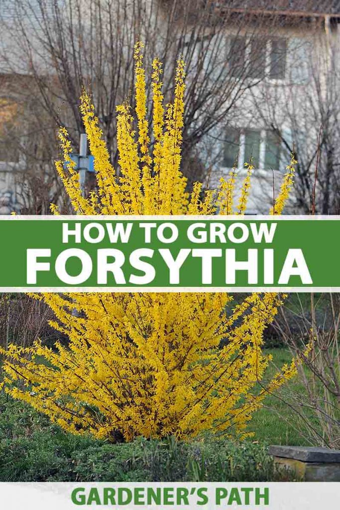 A vertical picture of a forsythia shrub in full bloom in the garden, with yellow flowers and a house in the background in soft focus. To the center and bottom of the frame is green and white text.