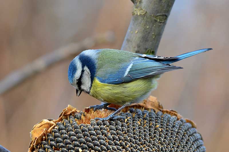 A close up of a bird perched on top of a sunflower seed head, pictured on a soft focus background.