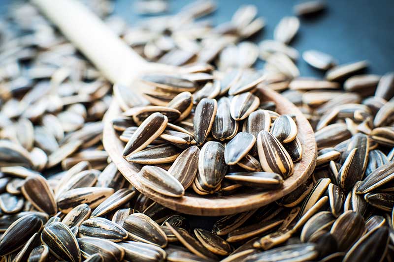 A close up of a wooden spoon and freshly harvested sunflower seeds on a soft focus background.