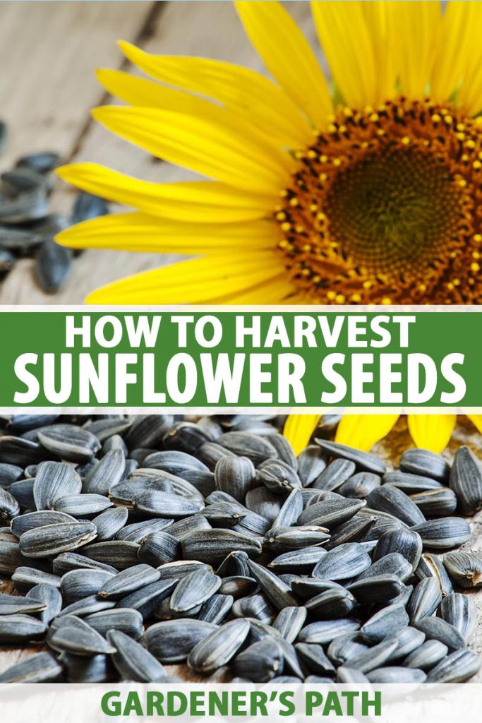 A close up vertical picture of a collection of raw, unshelled sunflower seeds set on a wooden surface, with a large yellow flower in the background. To the center and bottom of the frame is green and white text.