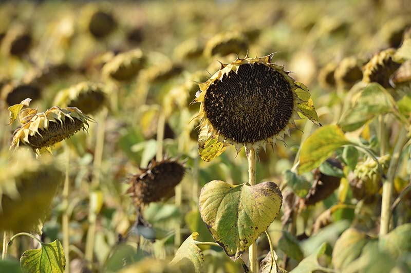 A close up of rows of sunflowers that have dropped their petals and are drying out prior to harvesting the seeds, pictured in light sunshine and fading to soft focus in the background.