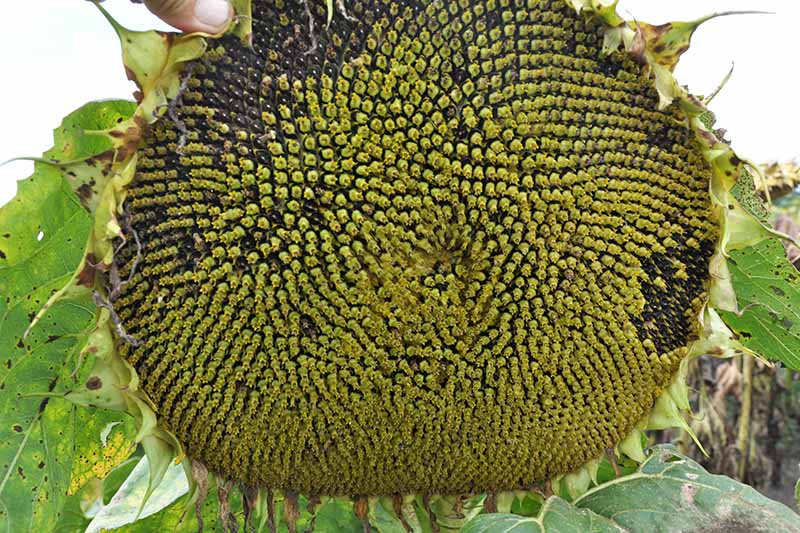 A close up of a sunflower head that is almost ready to harvest, with seeds developing from green to black, pictured on a soft focus background.