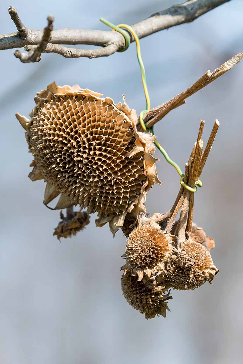 A vertical close up picture of sunflower heads cut off the plant, hanging from a branch to dry, ready for harvest, pictured on a soft focus background.