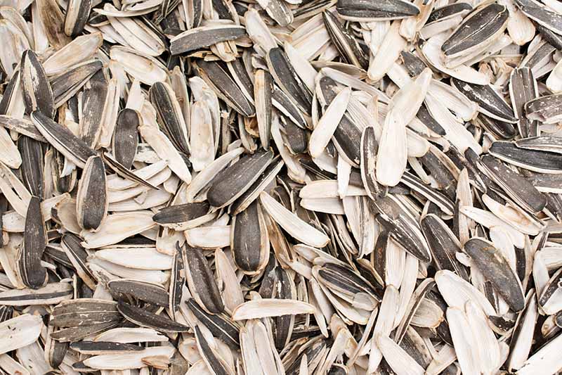 A close up of the husks of sunflower seeds after they have been removed.