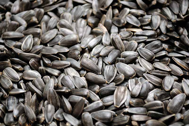 A close up of black striped Helianthus annuus hulls ready for roasting.