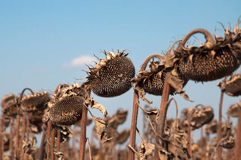 A close up of rows of sunflower heads, turned brown and dying in the garden against a blue sky background.