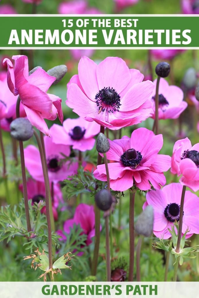 A close up vertical image of bright pink flowers with dark centers growing in the garden. To the top and bottom of the frame is green and white printed text.