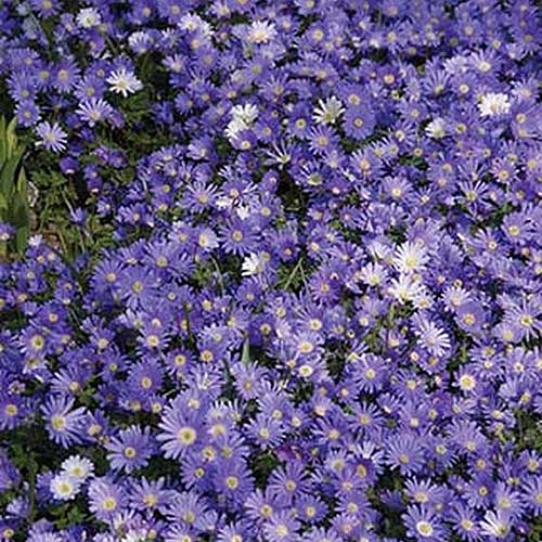 A close up square image of 'Blue Shades' Anemone blanda flowers growing in a mass planting in the garden.