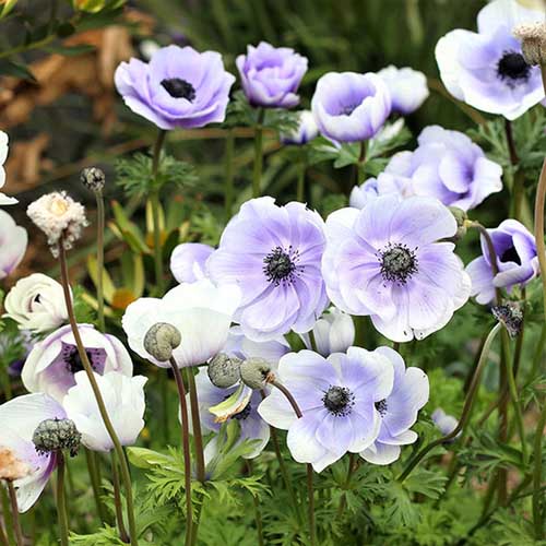 A close up square image of delicate blue and white 'De Caen' anemones growing in the garden pictured on a soft focus background.