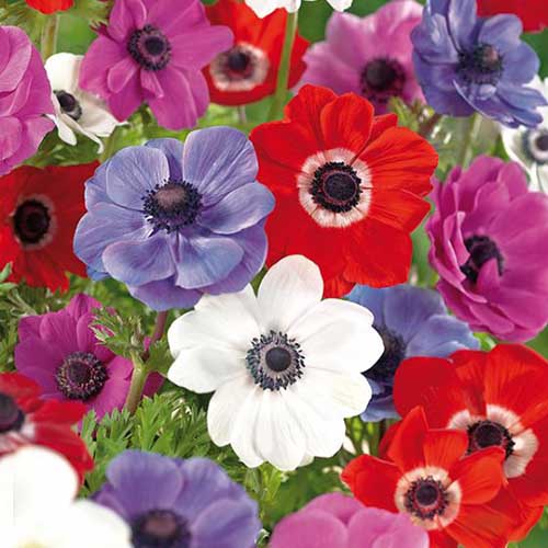 A close up square image of red, blue, pink, and white anemone flowers growing in the garden with foliage in soft focus in the background.