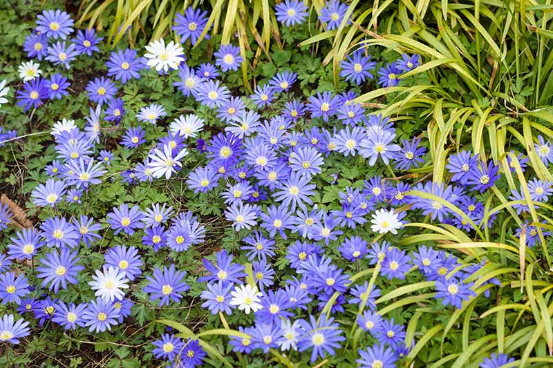 A close up horizontal image of blue and white Grecian windflowers growing in the garden with foliage in the background.