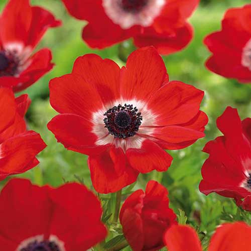 A close up square image of a bright red 'Hollandia' anemone flower with a white eye and dark center pictured on a green soft focus background.