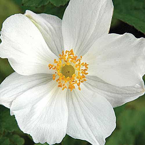 A close up square image of a white flower with a yellow center pictured on a soft focus background.