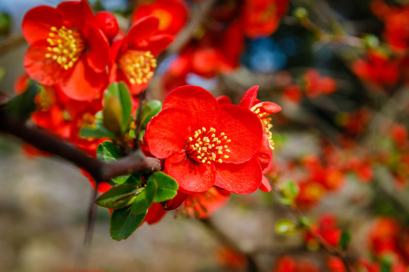 A close up horizontal image of bright red Chaenomeles flowers growing in the garden, pictured in bright sunshine on a soft focus background.