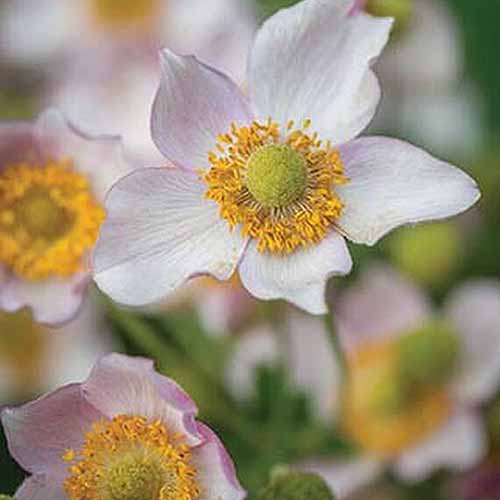 A close up square image of light pink 'Leather and Lace' anemone flowers growing in the garden pictured on a soft focus background.