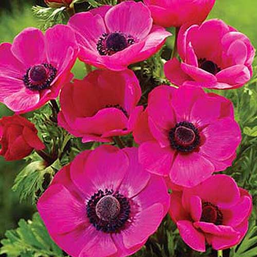 A close up square image of bright pink flowers with dark centers growing in the garden, pictured in light sunshine on a soft focus background.