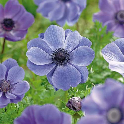 A close up square image of blue 'Mr Fokker' anemone flowers growing in the garden with foliage in soft focus in the background.