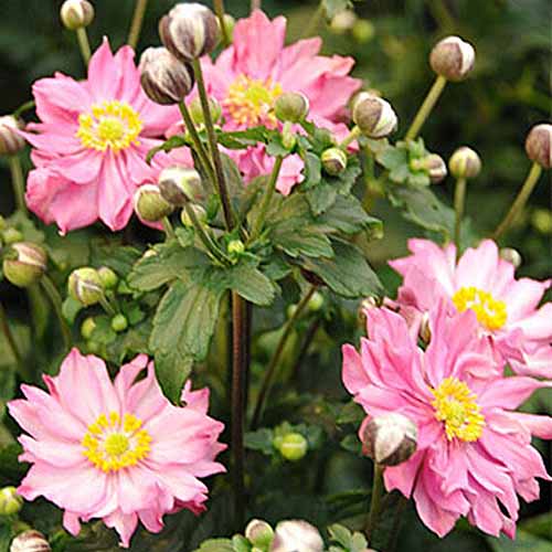 A close up square image of pink 'Pochahontas' anemone flowers growing in the garden pictured on a soft focus background.