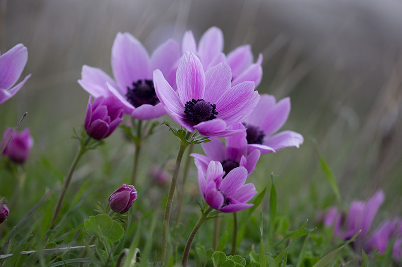 A close up horizontal image of light purple anemone flowers growing in the garden pictured on a soft focus background.