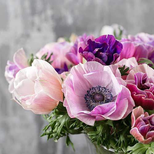 A close up square image of pastel colored flowers in a vase pictured on a soft focus background.