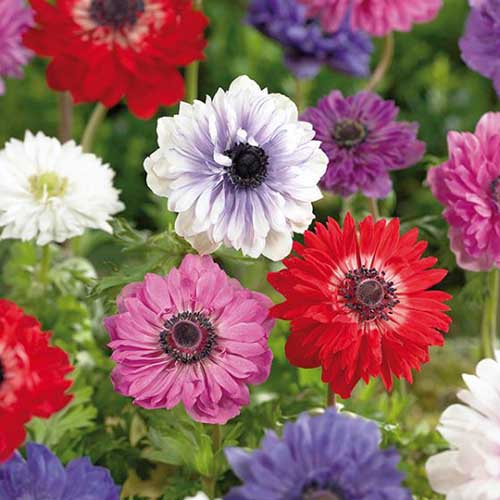 A close up square image of red, white, blue, pink, and bicolored 'St Brigid' anemones growing in the garden pictured on a soft focus background.